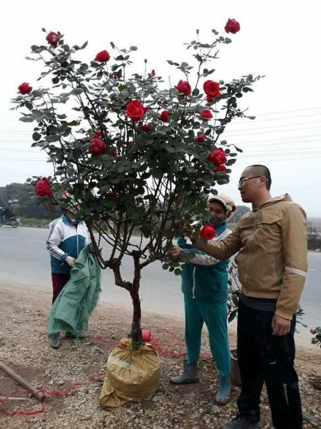 Những gốc hoa hồng cổ siêu đắt đỏ của đại gia Việt - Ảnh 13. Những gốc hoa hồng cổ siêu đắt đỏ của đại gia Việt - Ảnh 13.