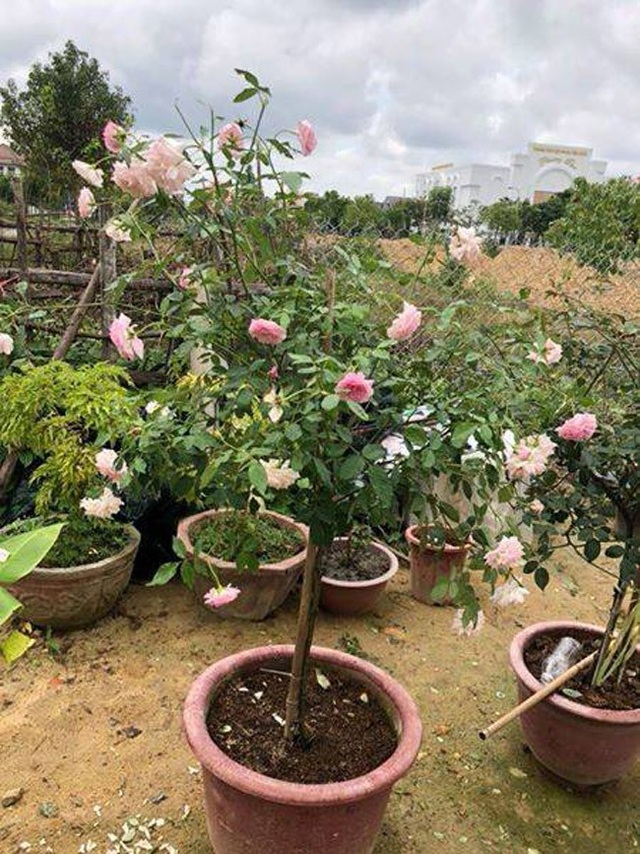 Những gốc hoa hồng cổ siêu đắt đỏ của đại gia Việt - Ảnh 16. Những gốc hoa hồng cổ siêu đắt đỏ của đại gia Việt - Ảnh 16.