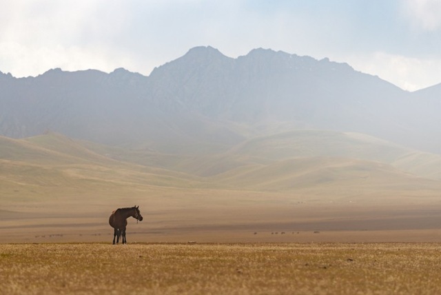 Thiên nhiên hùng vĩ ở Kyrgyzstan đẹp đến “nghẹt thở“ - 9
Một con ngựa trên thảo nguyên rộng lớn vùng Song-Kul.