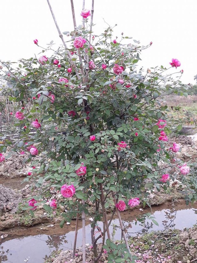 Những gốc hoa hồng cổ siêu đắt đỏ của đại gia Việt - Ảnh 5. Những gốc hoa hồng cổ siêu đắt đỏ của đại gia Việt - Ảnh 5.
