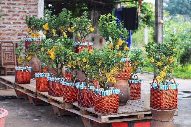 Chiêm ngưỡng vườn phật thủ mini giá bạc triệu “độc” nhất Hà Thành - 1
Xuất hiện trên thị trường từ khoảng vài năm trở lại đây, phật thủ mini trở thành thú chơi của nhiều gia đình trong dịp Tết.