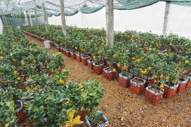 Chiêm ngưỡng vườn phật thủ mini giá bạc triệu “độc” nhất Hà Thành - 10
Một vườn ở Hoài Đức hiện có khoảng hơn 700 cây, đây là vườn duy nhất ở Hà Nội có bán loại phật thủ mini này.