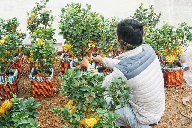 Chiêm ngưỡng vườn phật thủ mini giá bạc triệu “độc” nhất Hà Thành - 11
Quá trình chăm sóc phật thủ mini khá đơn giản, chỉ cần đảm bảo tốt độ ẩm cho cây. Thông thường, một cây phật thủ mini sẽ chơi được khoảng 3 đến 6 tháng.