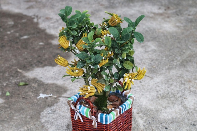Chiêm ngưỡng vườn phật thủ mini giá bạc triệu “độc” nhất Hà Thành - 4
Một cây phật thủ đặc biệt đậu được hơn 20 quả trên cây.