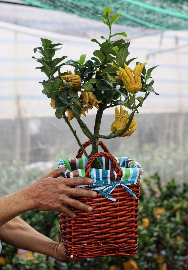 Chiêm ngưỡng vườn phật thủ mini giá bạc triệu “độc” nhất Hà Thành - 8
Một cây phật thủ được định giá khoảng 3 triệu.