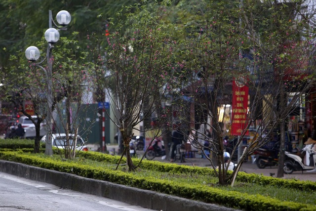 Con đường hoa đào nở đỏ rực ở Hà Nội báo hiệu Tết đã cận kề - Ảnh 4. Con đường hoa đào nở đỏ rực ở Hà Nội báo hiệu Tết đã cận kề - Ảnh 4.