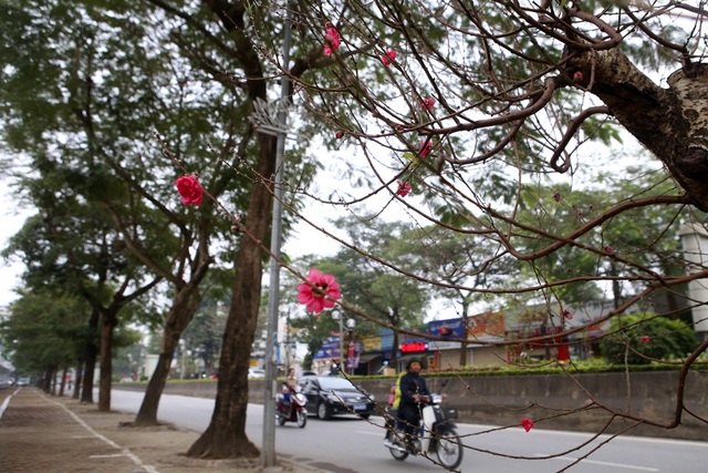 Con đường hoa đào nở đỏ rực ở Hà Nội báo hiệu Tết đã cận kề - Ảnh 8. Con đường hoa đào nở đỏ rực ở Hà Nội báo hiệu Tết đã cận kề - Ảnh 8.