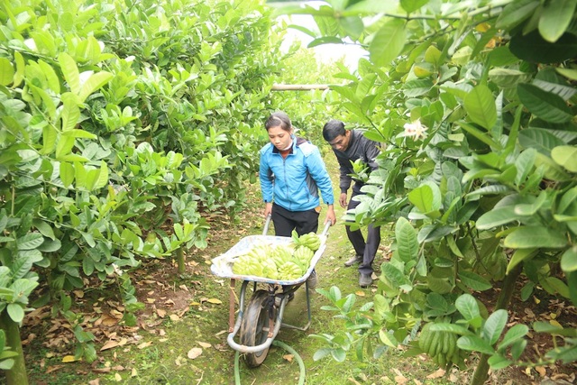 Phật thủ Hà Nội vào vụ Tết: Thương lái mua 400 triệu đồng một vườn - 3
Nhiều năm nay người dân xã Đắc Sở (Hoài Đức) đã tỏa đi khắp nơi để tìm những mảnh đất mới, màu mỡ phù hợp với điều kiện phát triển của cây phật thủ.