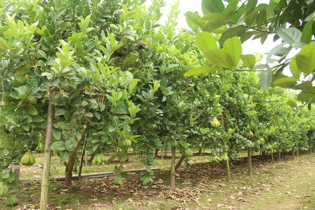 Phật thủ Hà Nội vào vụ Tết: Thương lái mua 400 triệu đồng một vườn - 2
Theo những người trồng phật thủ ở Hoài Đức tiết lộ, cây chỉ có thể phát triển tốt và cho hiệu quả thu hoạch cao nhất trên một mảnh đất khoảng 5 năm. Vì vậy cứ sau một chu kỳ 5 năm, người trồng phật thủ buộc phải tìm những mảnh đất mới để trồng.