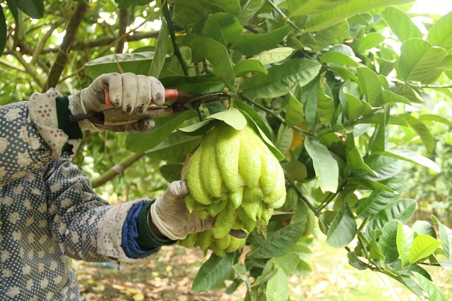 Phật thủ Hà Nội vào vụ Tết: Thương lái mua 400 triệu đồng một vườn - 6
Theo khảo sát, giá phật thủ trung bình ở thời điểm hiện tại giao động từ 80 đến 90 nghìn đồng một quả tại vườn, ngoài thị trường giá sẽ cáo hơn nhiều.