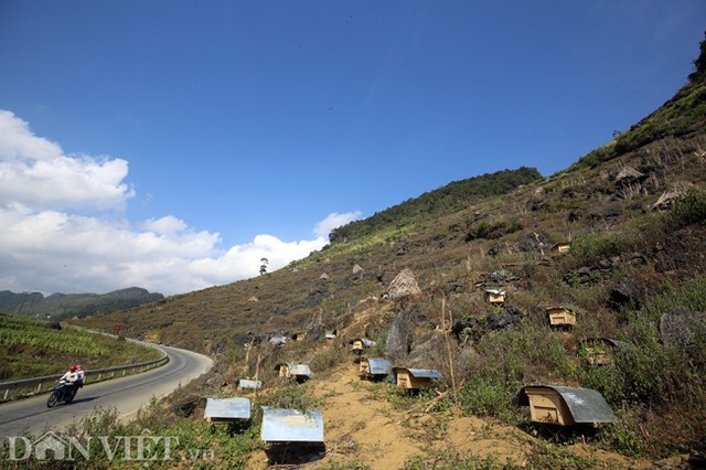 Nghề lạ ở Hà Giang: Nuôi ong trên đá - 1 Nghề lạ ở Hà Giang: Nuôi ong trên đá - 1