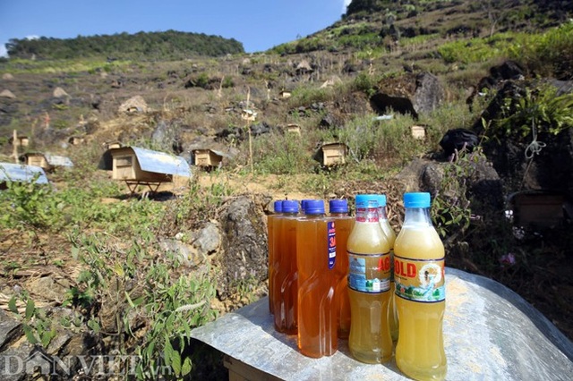 Nghề lạ ở Hà Giang: Nuôi ong trên đá - 14 Nghề lạ ở Hà Giang: Nuôi ong trên đá - 14