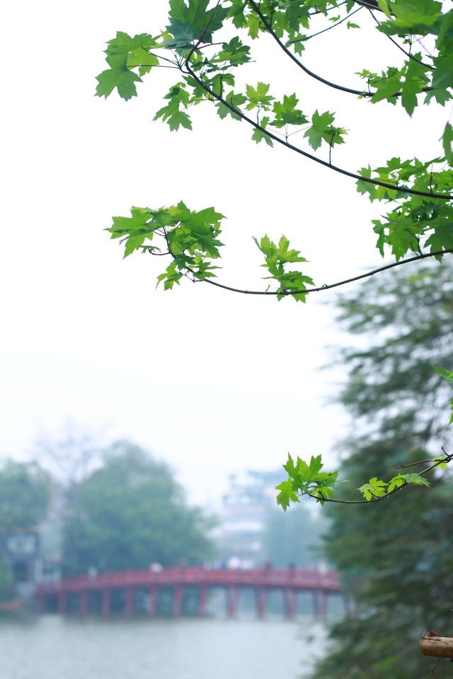 “Mê mẩn” những lá phong bắt đầu ngả màu tại Hà Nội - Ảnh 2. “Mê mẩn” những lá phong bắt đầu ngả màu tại Hà Nội - Ảnh 2.