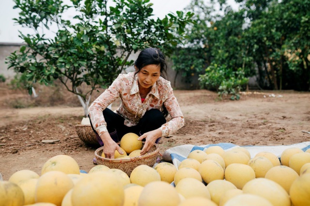 Người dân Phường Phú Diễn thu hoạch bưởi cho Tết Nguyên đán Kỷ Hợi - Ảnh 4. Người dân Phường Phú Diễn thu hoạch bưởi cho Tết Nguyên đán Kỷ Hợi - Ảnh 4.