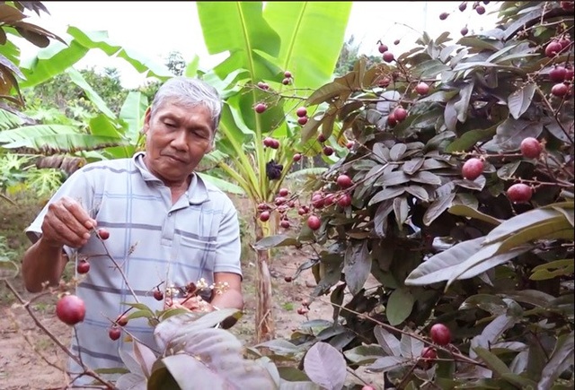 Cận Tết, vườn nhãn tím vạn người mê ùn ùn người xếp hàng xin mua - Ảnh 3. Cận Tết, vườn nhãn tím vạn người mê ùn ùn người xếp hàng xin mua - Ảnh 3.