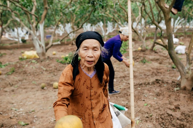 Người dân Phường Phú Diễn thu hoạch bưởi cho Tết Nguyên đán Kỷ Hợi - Ảnh 10. Người dân Phường Phú Diễn thu hoạch bưởi cho Tết Nguyên đán Kỷ Hợi - Ảnh 10.