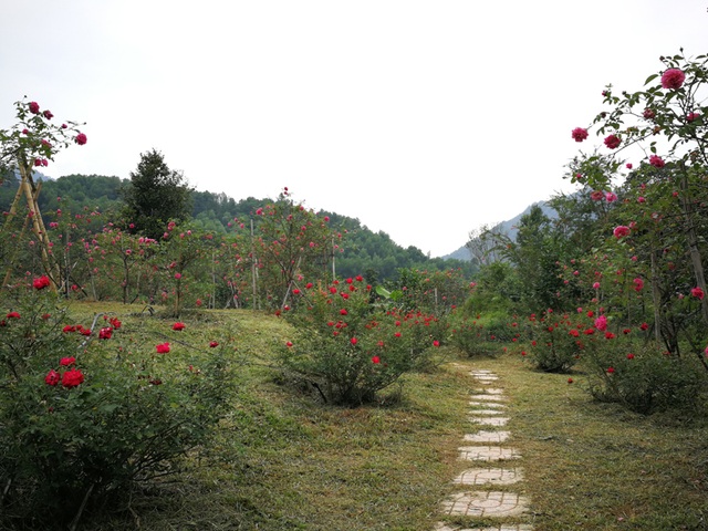 Người đàn ông bỏ phố lên rừng dựng nông trại hoa hồng - 4 Người đàn ông bỏ phố lên rừng dựng nông trại hoa hồng - 4