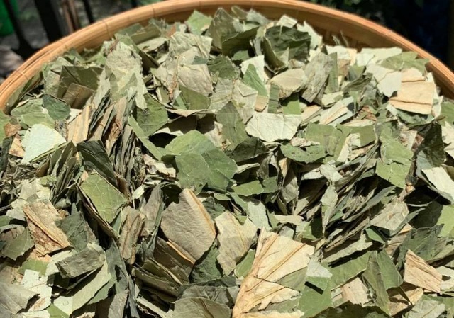 Loại lá mọc tràn ao bùn Việt Nam, 400 ngàn đồng/kg, chị em ưa dùng để giữ eo - 1 Loại lá mọc tràn ao bùn Việt Nam, 400 ngàn đồng/kg, chị em ưa dùng để giữ eo - 1
