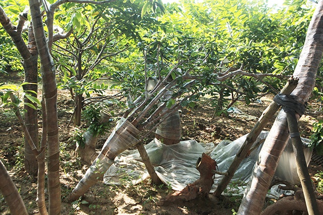“Đột nhập” vườn mai vàng Yên Tử cổ thụ của đại gia Quảng Ninh - 17 “Đột nhập” vườn mai vàng Yên Tử cổ thụ của đại gia Quảng Ninh - 17