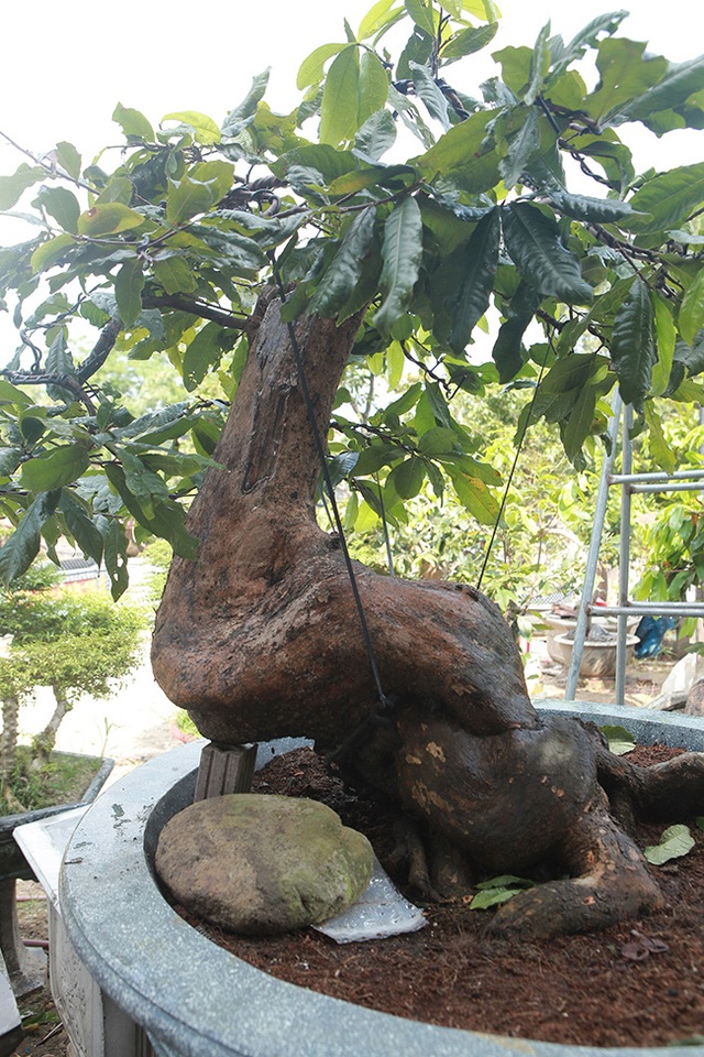 “Đột nhập” vườn mai vàng Yên Tử cổ thụ của đại gia Quảng Ninh - 4 “Đột nhập” vườn mai vàng Yên Tử cổ thụ của đại gia Quảng Ninh - 4