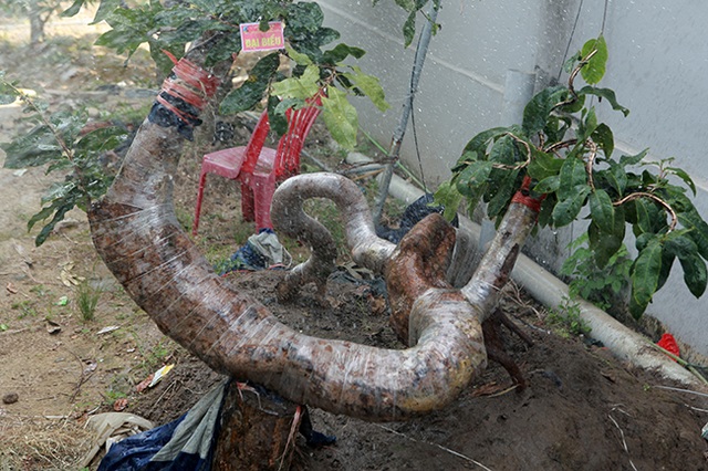 “Đột nhập” vườn mai vàng Yên Tử cổ thụ của đại gia Quảng Ninh - 5 “Đột nhập” vườn mai vàng Yên Tử cổ thụ của đại gia Quảng Ninh - 5