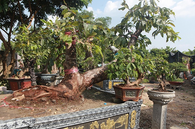 “Đột nhập” vườn mai vàng Yên Tử cổ thụ của đại gia Quảng Ninh - 6 “Đột nhập” vườn mai vàng Yên Tử cổ thụ của đại gia Quảng Ninh - 6