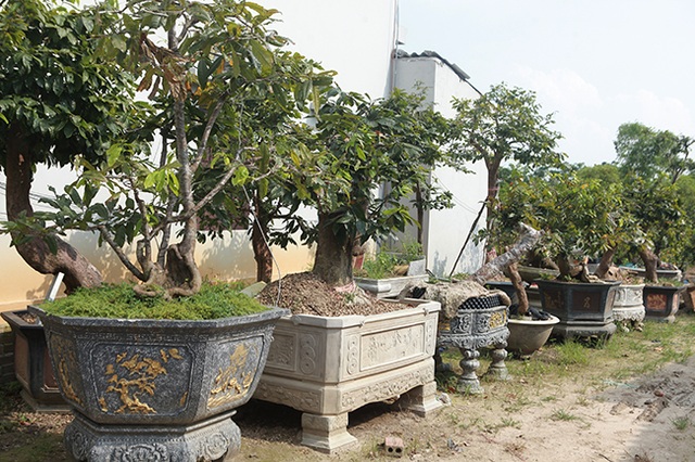 “Đột nhập” vườn mai vàng Yên Tử cổ thụ của đại gia Quảng Ninh - 7 “Đột nhập” vườn mai vàng Yên Tử cổ thụ của đại gia Quảng Ninh - 7