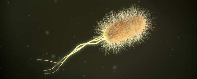 Chụp được ảnh của siêu vi khuẩn Ecoli kháng thuốc  KhoaHoctv