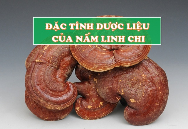 Công dụng và cách dùng nấm Linh Chi hiệu quả cao nhất qua tư vấn của chuyên gia! - 3 Công dụng và cách dùng nấm Linh Chi hiệu quả cao nhất qua tư vấn của chuyên gia! - 3