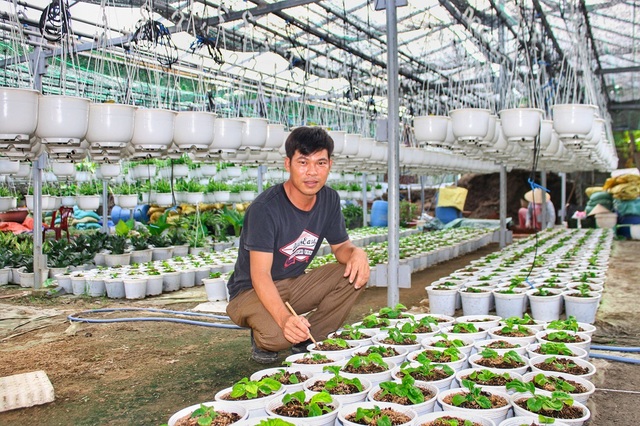 Đà Nẵng: Trồng hoa chậu mini công nghệ cao, kiếm bộn tiền - 1 Đà Nẵng: Trồng hoa chậu mini công nghệ cao, kiếm bộn tiền - 1