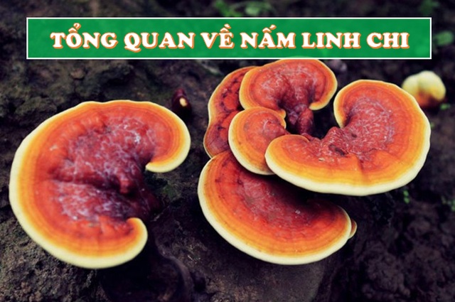Công dụng và cách dùng nấm Linh Chi hiệu quả cao nhất qua tư vấn của chuyên gia! - 1 Công dụng và cách dùng nấm Linh Chi hiệu quả cao nhất qua tư vấn của chuyên gia! - 1