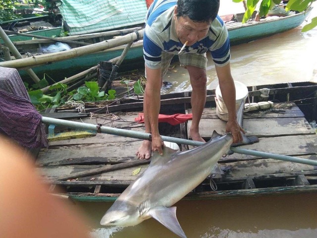 Người dân Đồng Tháp bắt được cá lạ, nghi cá mập - 1 Người dân Đồng Tháp bắt được cá lạ, nghi cá mập - 1