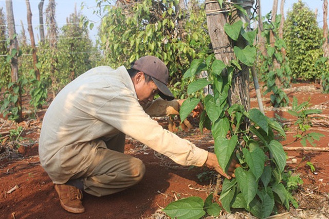 Đua nhau trồng sachi, “vỡ mộng” vì cây “tiền tỷ” - 1