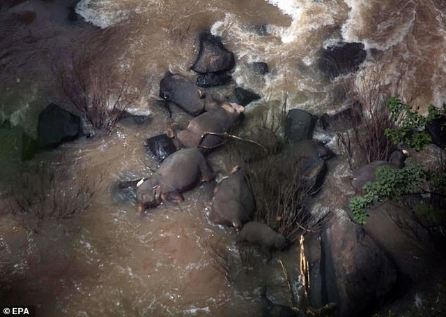Cố gắng giải cứu bạn rơi xuống thác nước, 6 chú voi con thiệt mạng