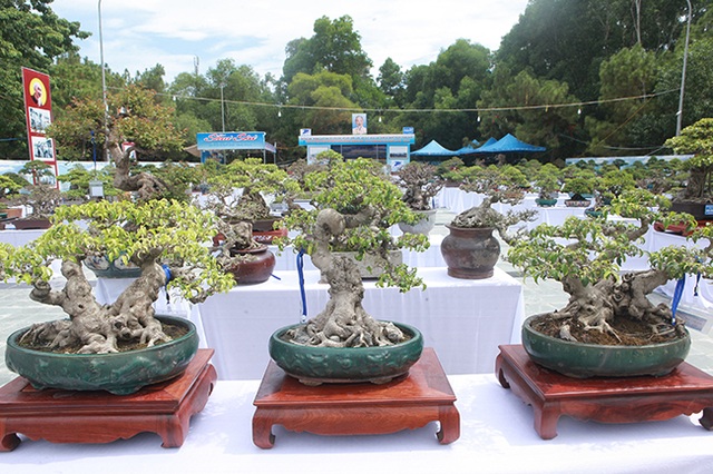 Mãn nhãn với vẻ đẹp kỳ dị của hàng trăm cây sanh bonsai ở Thanh ...