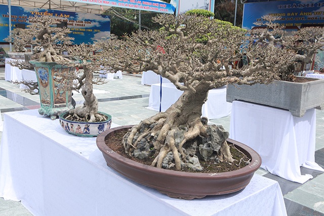Mãn nhãn với vẻ đẹp kỳ dị của hàng trăm cây sanh bonsai ở Thanh Hóa - 10 Mãn nhãn với vẻ đẹp kỳ dị của hàng trăm cây sanh bonsai ở Thanh Hóa - 10