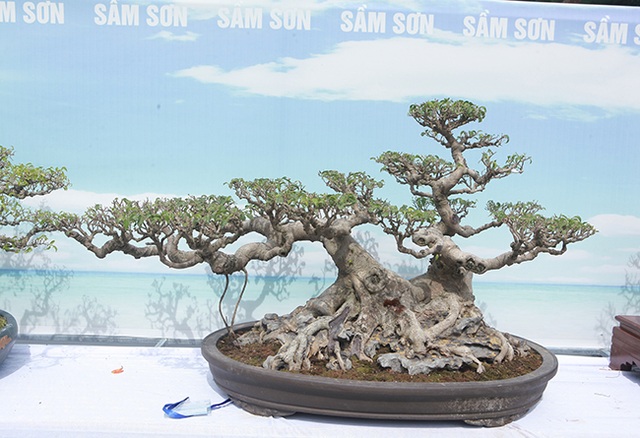Mãn nhãn với vẻ đẹp kỳ dị của hàng trăm cây sanh bonsai ở Thanh Hóa - 14 Mãn nhãn với vẻ đẹp kỳ dị của hàng trăm cây sanh bonsai ở Thanh Hóa - 14
