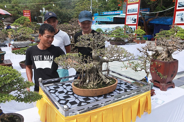 Mãn nhãn với vẻ đẹp kỳ dị của hàng trăm cây sanh bonsai ở Thanh Hóa - 3 Mãn nhãn với vẻ đẹp kỳ dị của hàng trăm cây sanh bonsai ở Thanh Hóa - 3