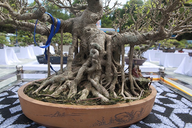 Mãn nhãn với vẻ đẹp kỳ dị của hàng trăm cây sanh bonsai ở Thanh Hóa - 4 Mãn nhãn với vẻ đẹp kỳ dị của hàng trăm cây sanh bonsai ở Thanh Hóa - 4