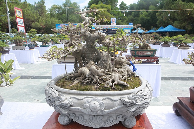 Mãn nhãn với vẻ đẹp kỳ dị của hàng trăm cây sanh bonsai ở Thanh Hóa - 6 Mãn nhãn với vẻ đẹp kỳ dị của hàng trăm cây sanh bonsai ở Thanh Hóa - 6