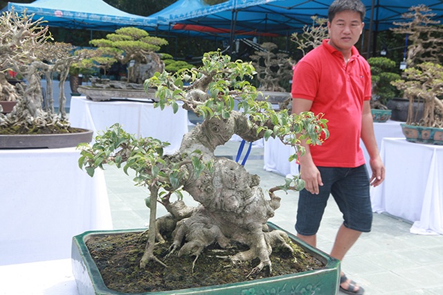 Mãn nhãn với vẻ đẹp kỳ dị của hàng trăm cây sanh bonsai ở Thanh Hóa - 7 Mãn nhãn với vẻ đẹp kỳ dị của hàng trăm cây sanh bonsai ở Thanh Hóa - 7