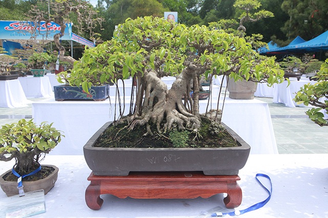 Mãn nhãn với vẻ đẹp kỳ dị của hàng trăm cây sanh bonsai ở Thanh Hóa - 8 Mãn nhãn với vẻ đẹp kỳ dị của hàng trăm cây sanh bonsai ở Thanh Hóa - 8