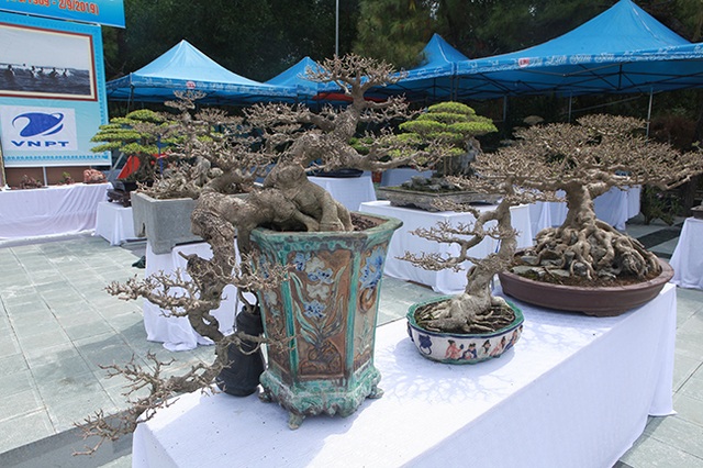 Mãn nhãn với vẻ đẹp kỳ dị của hàng trăm cây sanh bonsai ở Thanh Hóa - 9 Mãn nhãn với vẻ đẹp kỳ dị của hàng trăm cây sanh bonsai ở Thanh Hóa - 9