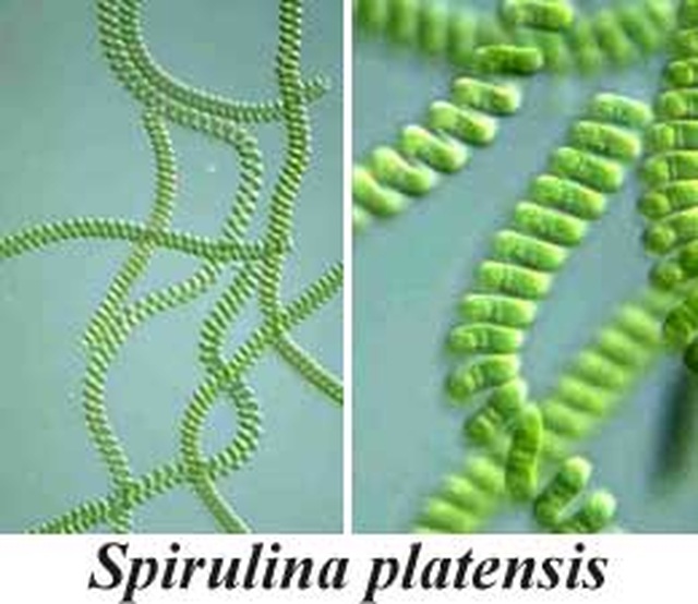 Vì sao tảo Spirulina được coi là “Thực phẩm bảo vệ sức khỏe tốt nhất của loài người trong thế kỷ 21”? - 2 Vì sao tảo Spirulina được coi là “Thực phẩm bảo vệ sức khỏe tốt nhất của loài người trong thế kỷ 21”? - 2