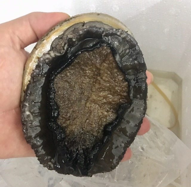 Tranh nhau săn bào ngư Úc “siêu to, khổng lồ” giá nửa chỉ vàng/kg  - 2
