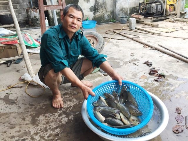 Đút túi 200 triệu đồng/năm dễ như “trở bàn tay” nhờ ...cá rô “tiến Vua” - 5 Đút túi 200 triệu đồng/năm dễ như “trở bàn tay” nhờ ...cá rô “tiến Vua” - 5