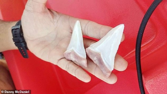 Cá mập khổng lồ gẫy răng vì cắn nhầm đuôi thuyền - 2 Cá mập khổng lồ gẫy răng vì cắn nhầm đuôi thuyền - 2