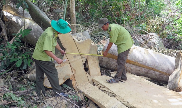 Cận cảnh rừng tự nhiên bị phá tan hoang tại Phú Yên! - 1 Cận cảnh rừng tự nhiên bị phá tan hoang tại Phú Yên! - 1