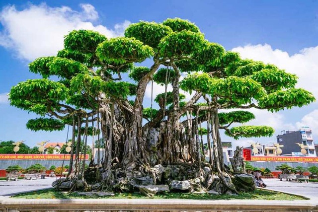 Choáng với cây sanh cổ được khách Nhật định giá hơn 20 triệu USD - 1 Choáng với cây sanh cổ được khách Nhật định giá hơn 20 triệu USD - 1