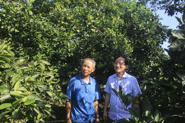 Quảng Trị: Trồng cam hữu cơ, mỗi vụ thu gần nửa tỷ đồng - 1 Quảng Trị: Trồng cam hữu cơ, mỗi vụ thu gần nửa tỷ đồng - 1